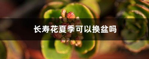 长寿花夏季可以换盆吗