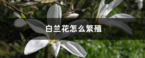 白兰花怎么繁殖