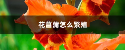 花菖蒲怎么繁殖