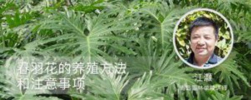 春羽花的养殖方法和注意事项