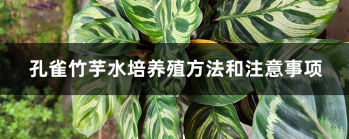 孔雀竹芋水培养殖方法和注意事项